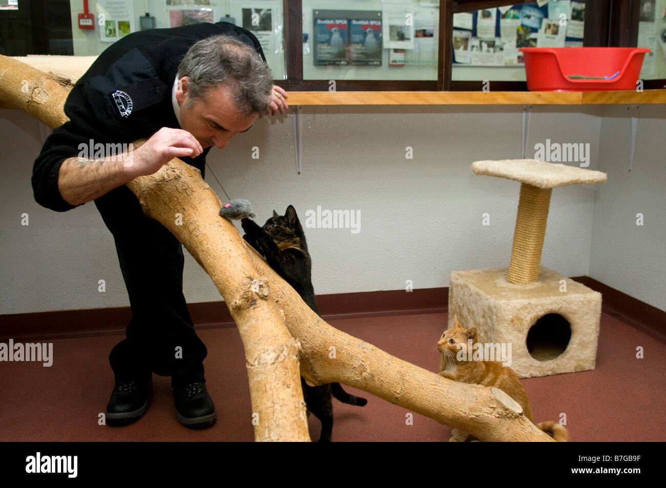 Scottish SPCA officer giochiamo con i gatti nel cane e gatto Home Glasgow Foto Stock