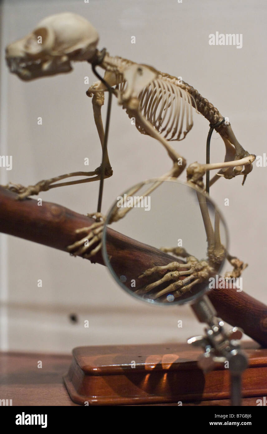 Una scimmia presentano scheletro che illustra l'evoluzione dei mammiferi a Darwin a grande idea della mostra presso il Museo di Storia Naturale, Foto Stock