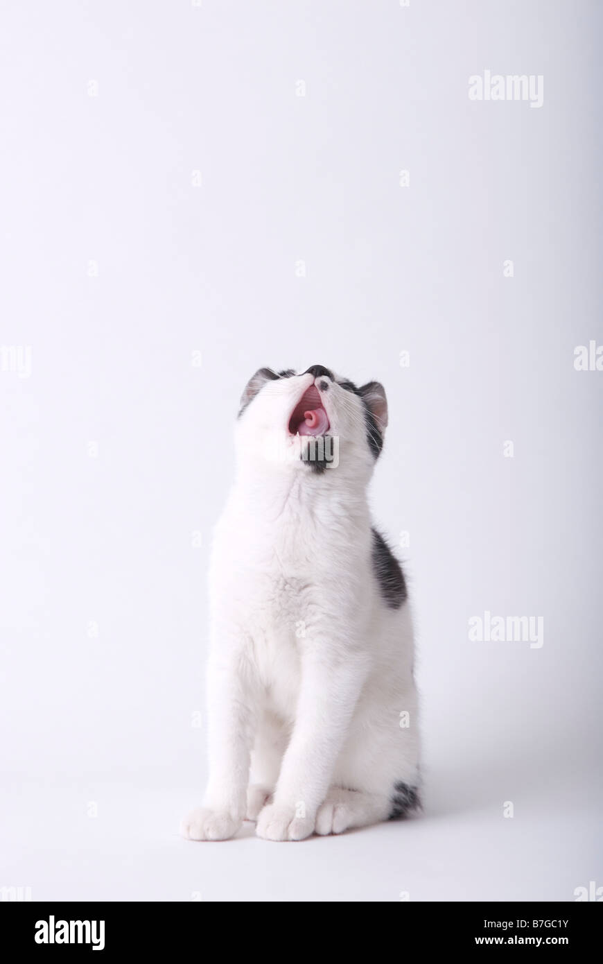 Un bianco e nero gattino sbadigli Foto Stock