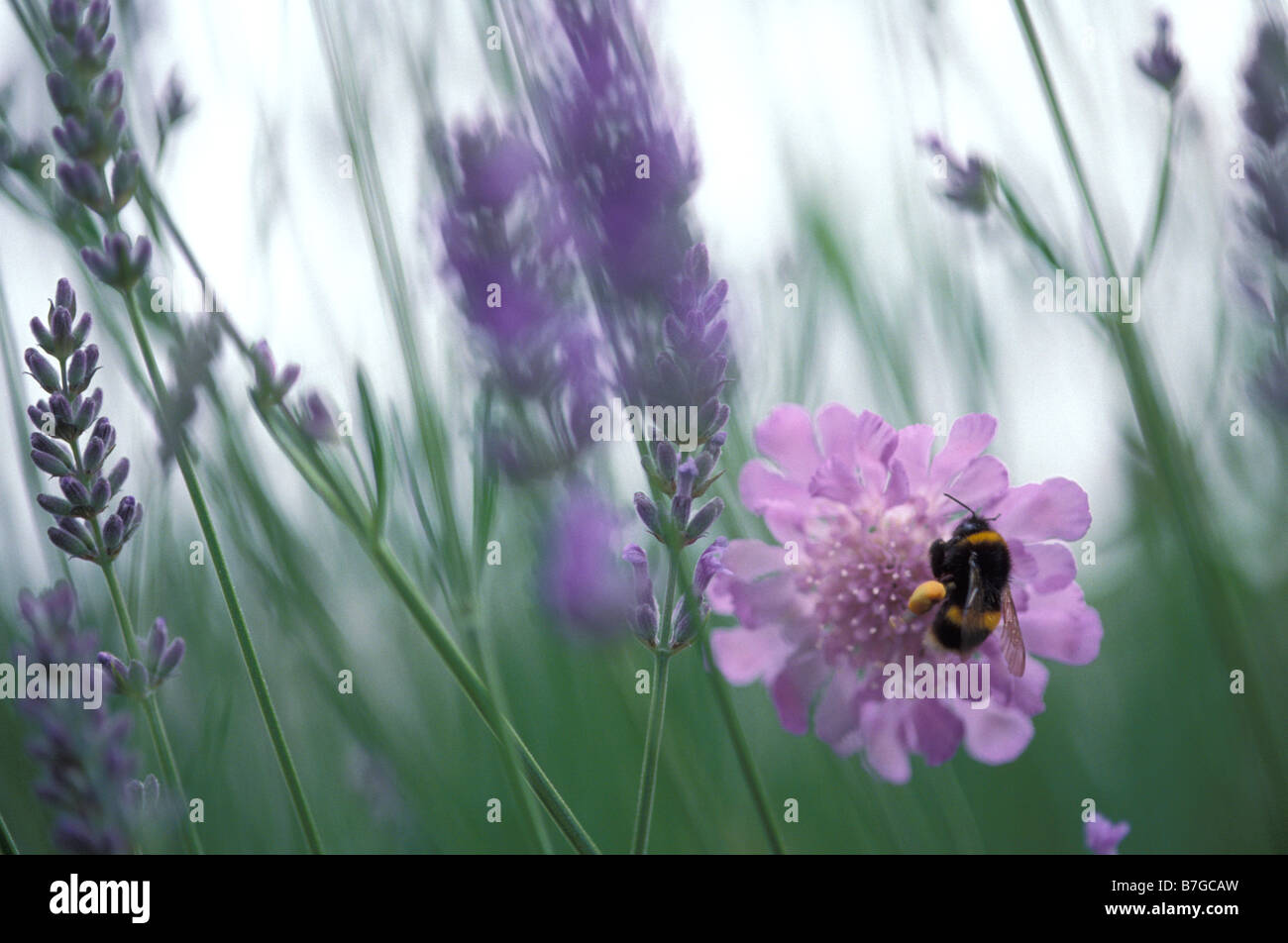 Bee polline raccolto su piante di lavanda Foto Stock