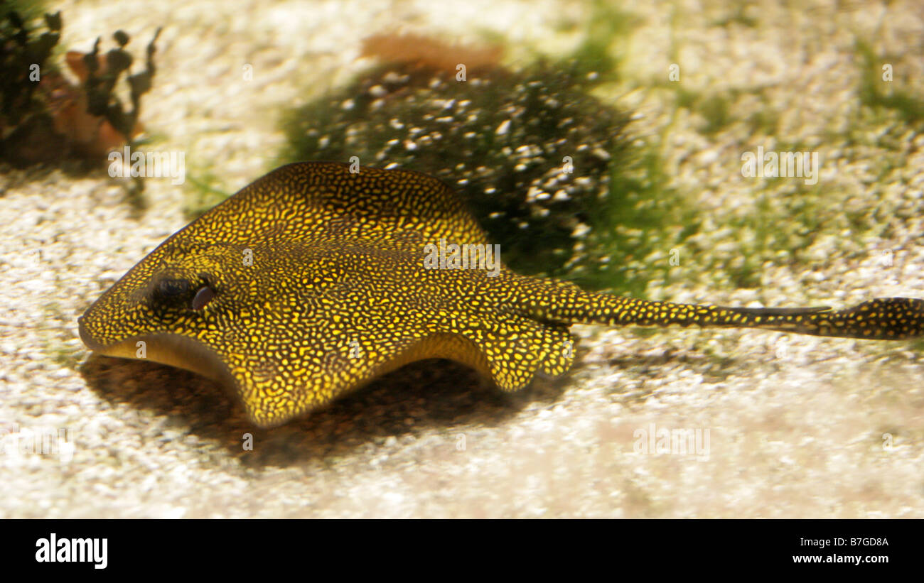 Giallo raggio maculato Pesce Foto Stock