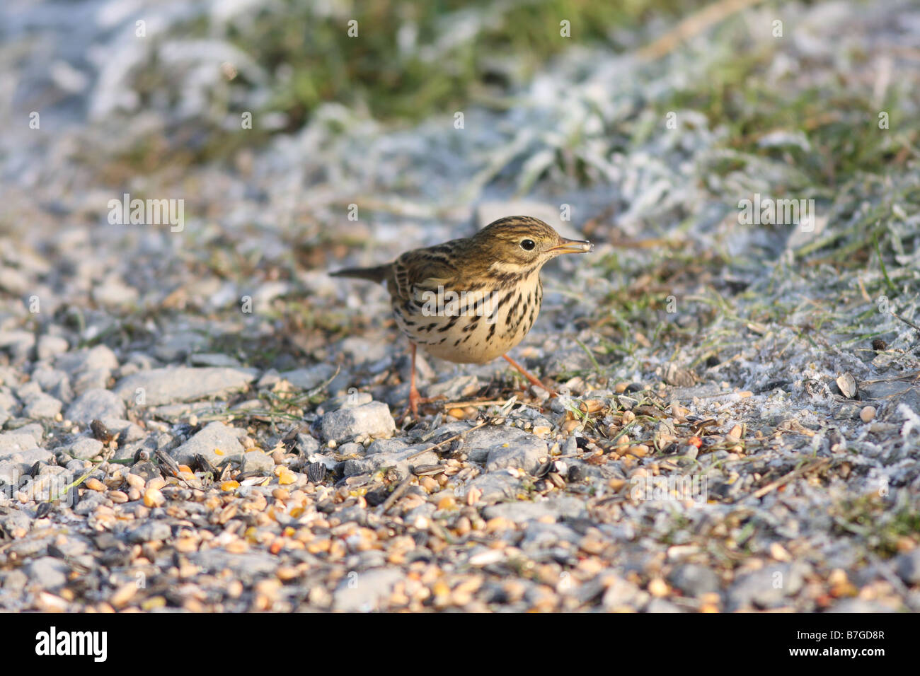 Meadow Pipit alimentazione su alimenti per uccelli in un freddo gelido giorno è unusaul per Pipits mangiare semi di uccello Foto Stock