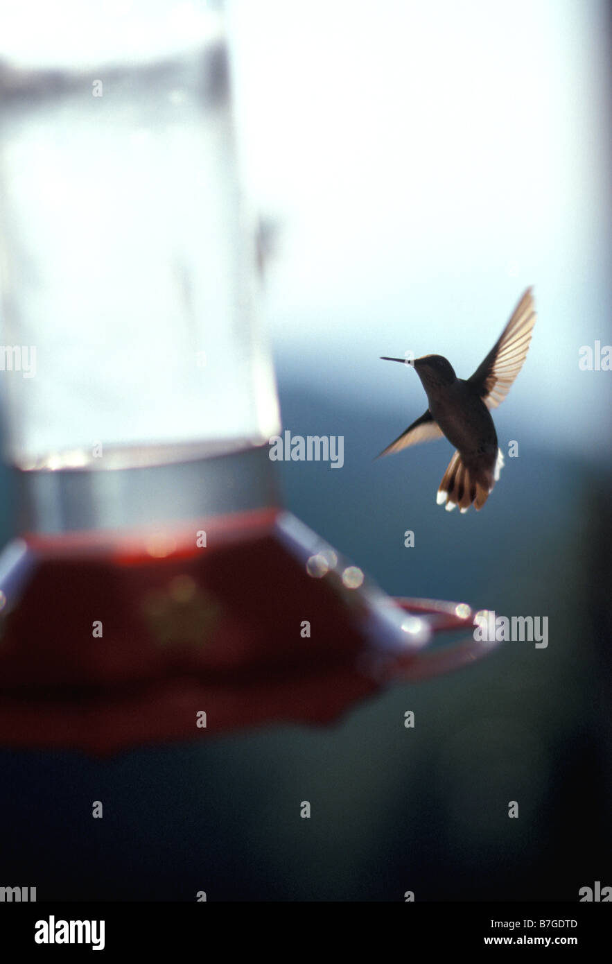 Hummingbird hovering al vaso di alimentazione Foto Stock