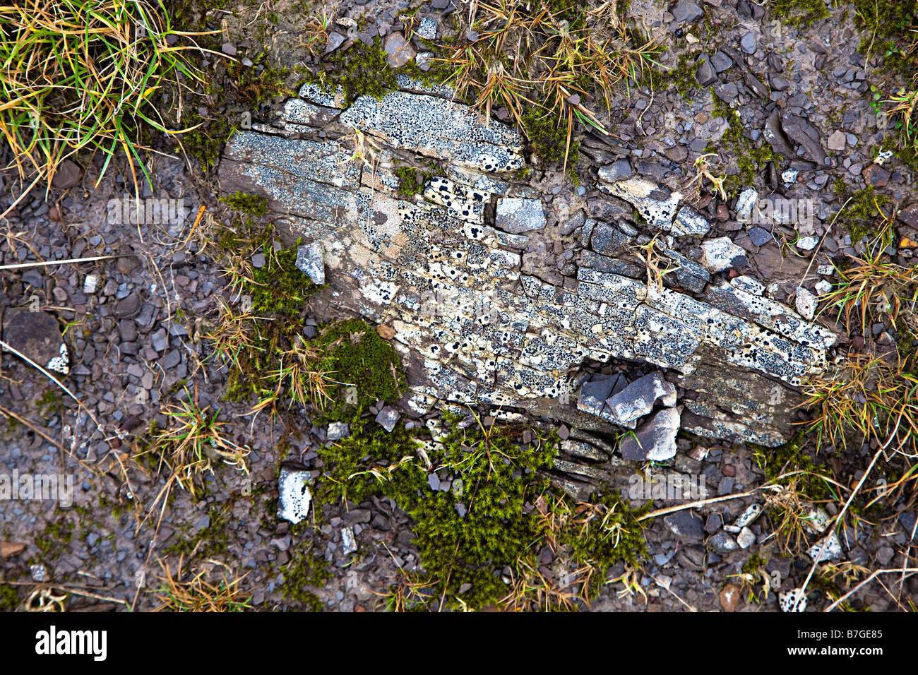 Modello di licheni sulla pietra con moss sull altopiano di via Gilwern HillWales REGNO UNITO Foto Stock