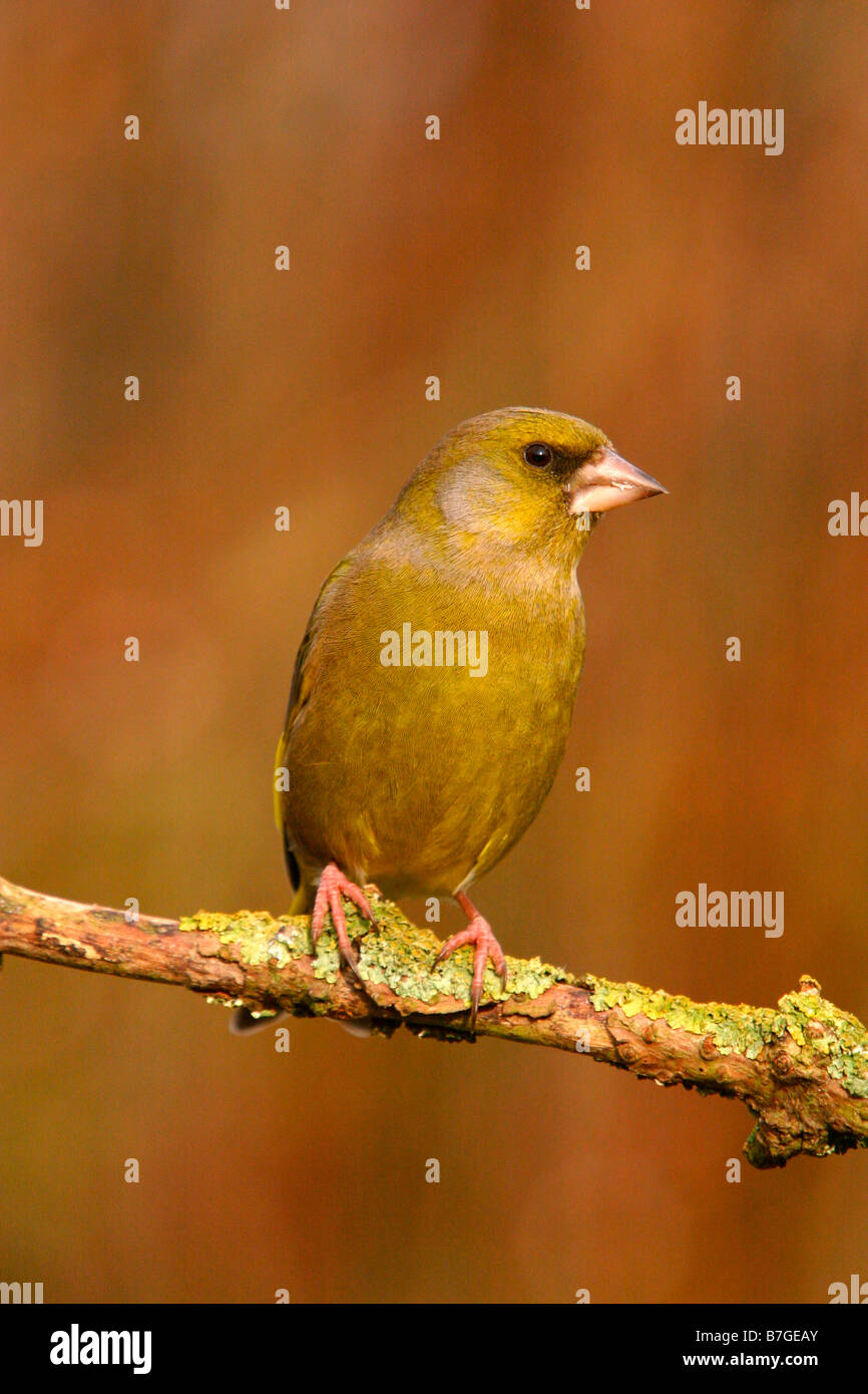 Verdone carduelis chloris arroccato su un lichene ramo coperti Foto Stock