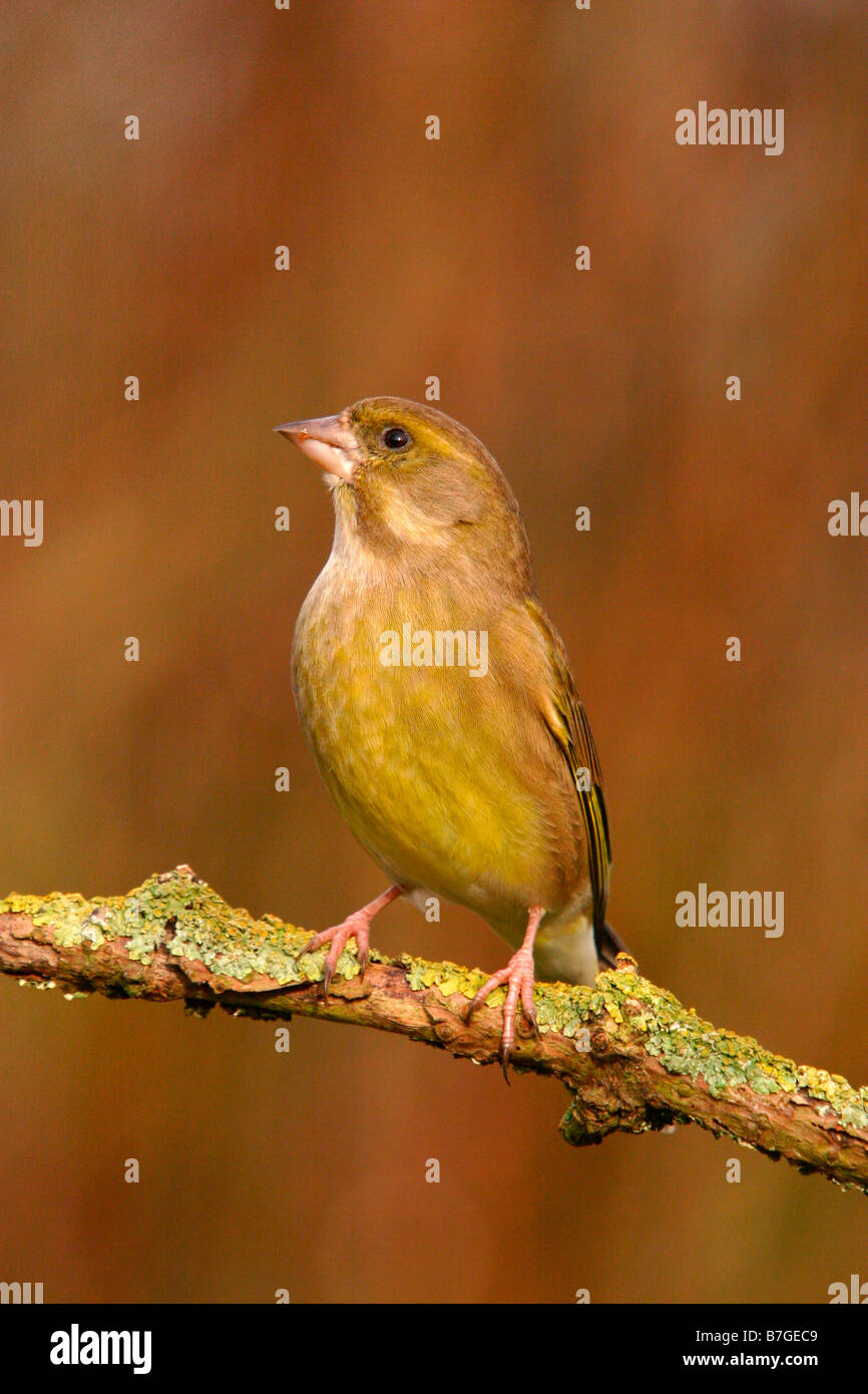 Verdone carduelis chloris arroccato su un lichene ramo coperti Foto Stock