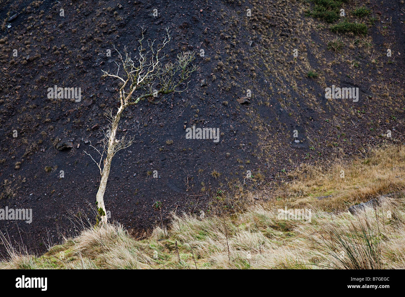 Albero morto contro rimane nero di carbone bottino Pwll punta Du Wales UK Foto Stock