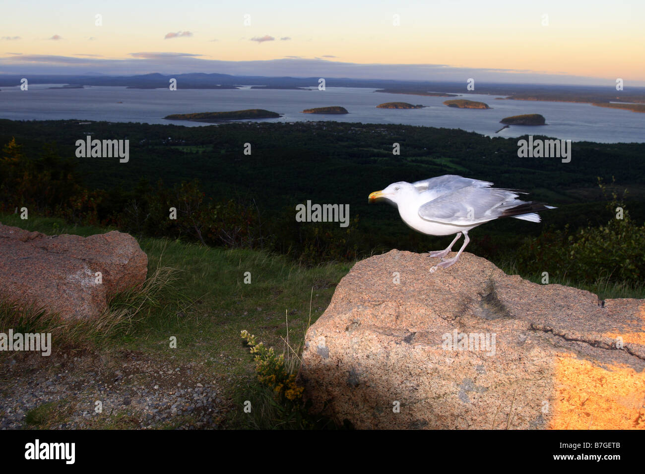 Un gabbiano sulla Cadillac Mountain maine usa vicino a Bar Harbor Foto Stock