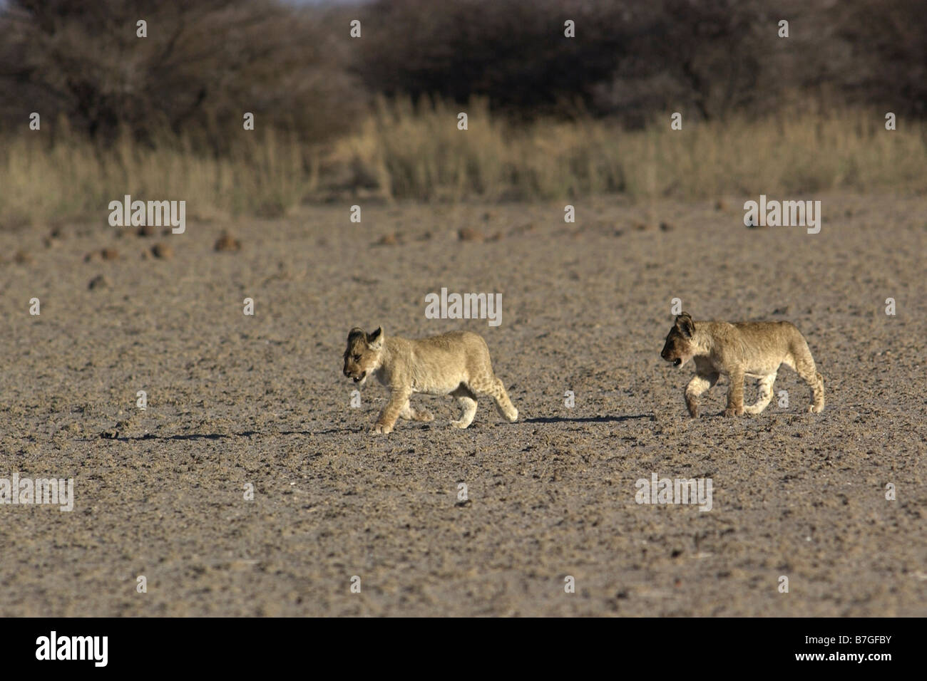 Cuccioli di Leone Foto Stock