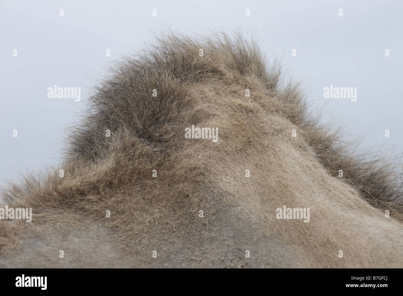 Un Cammello Dromedario cammello gobba e pellicce Foto Stock
