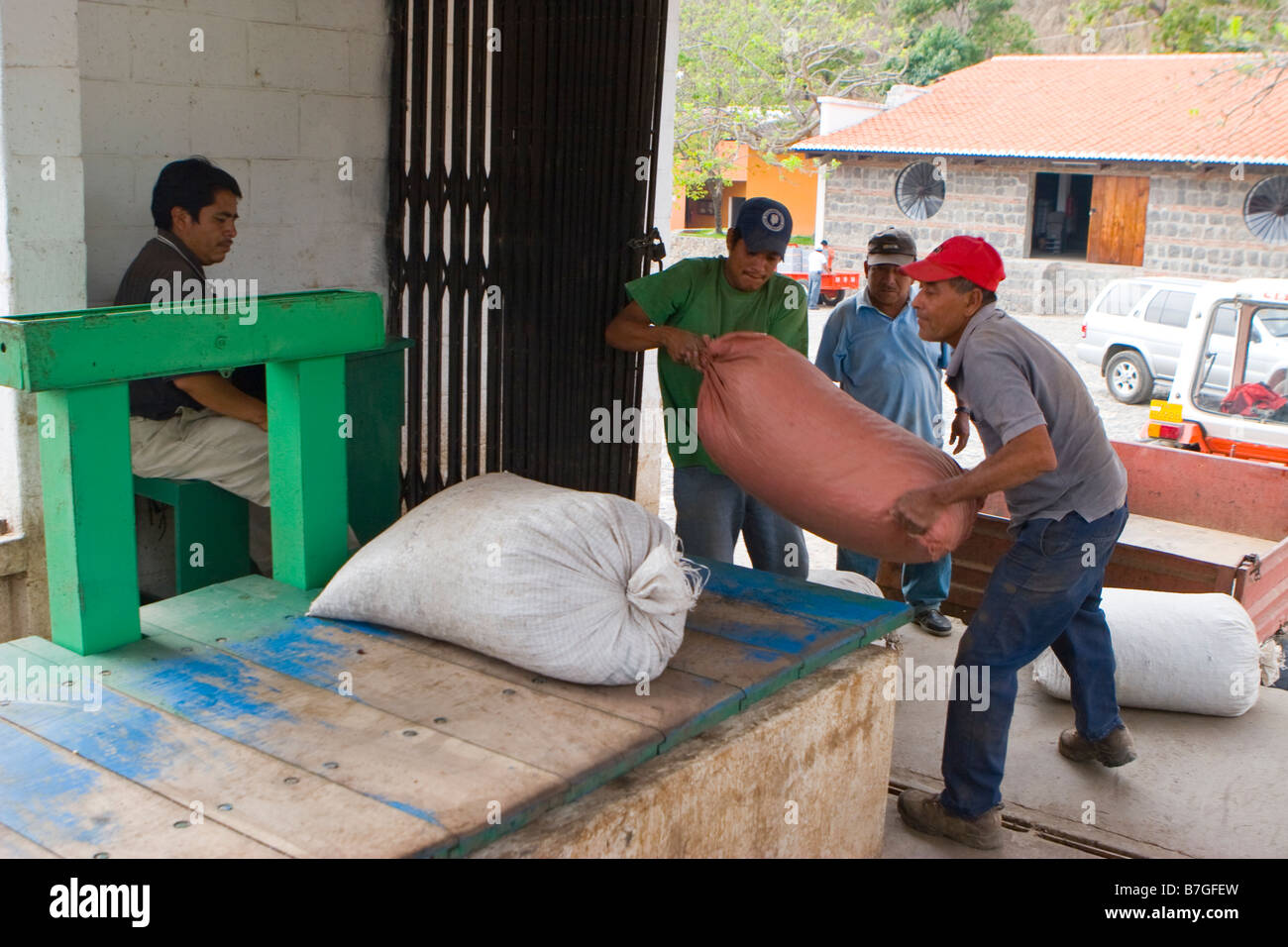 Caffè guatemalteche lavoratori borse di carico del caffè in grani su una scala in una piantagione vicino a Antigua, Guatemala Foto Stock