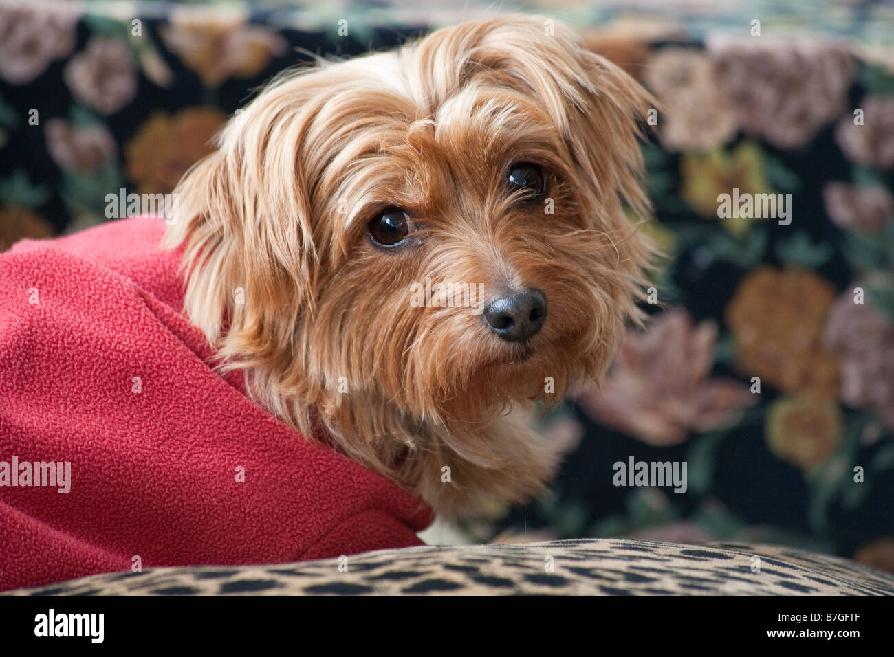 Yorkshire Terrier con giacca rossa sul lettino Foto Stock