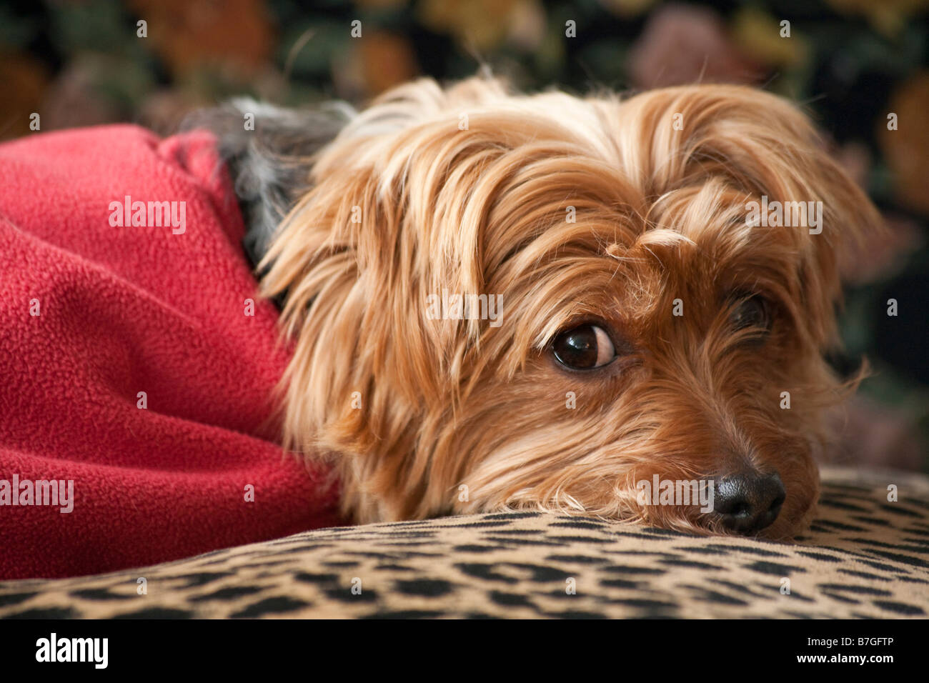 Yorkshire Terrier con giacca rossa sul lettino Foto Stock