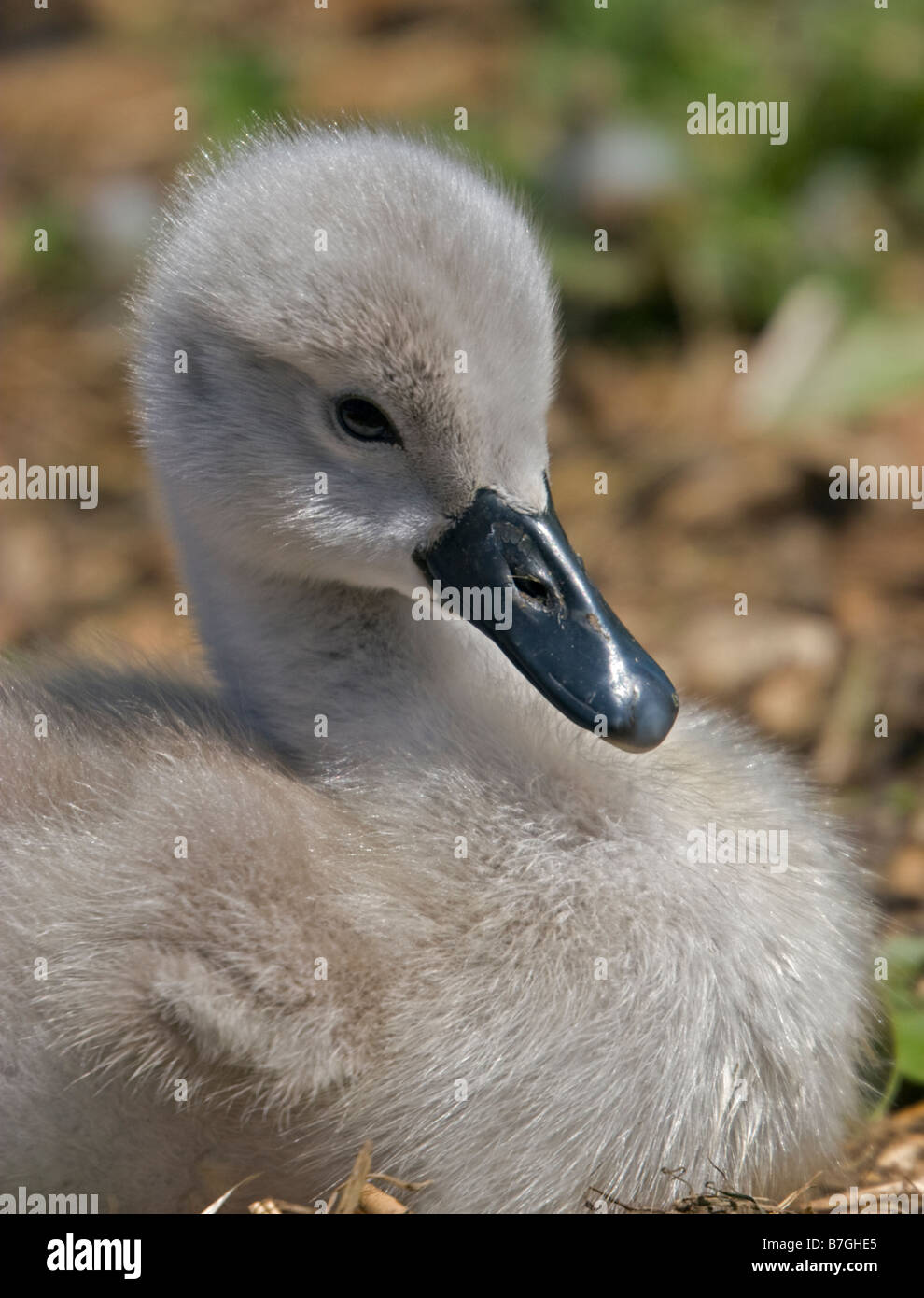 Cigno Cygnet (Cygnus olor), Regno Unito Foto Stock