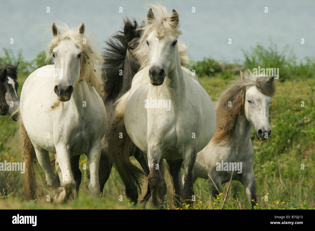 Cavalli, mammiferi, Movimento Stallone, ungulato Foto Stock