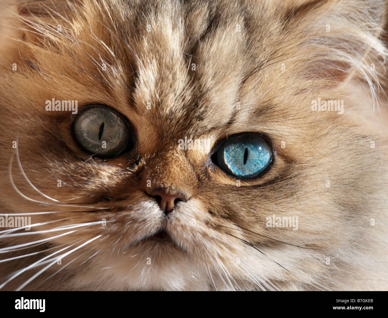 Face close up di blue eyed cat Foto Stock