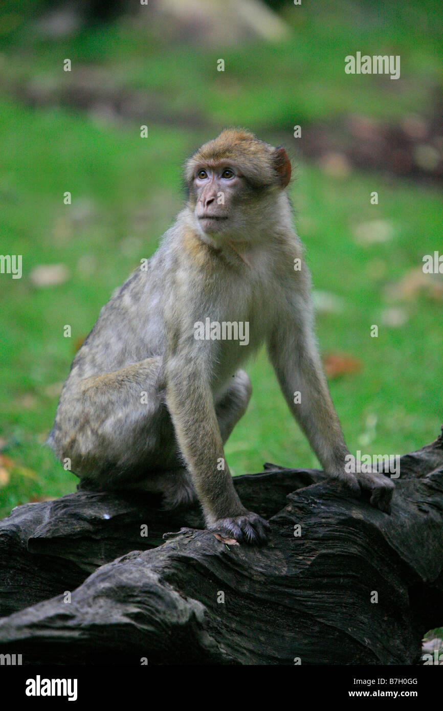 Fotografia di scimmia di presa in corrispondenza della Foresta delle Scimmie in Staffordshire Foto Stock