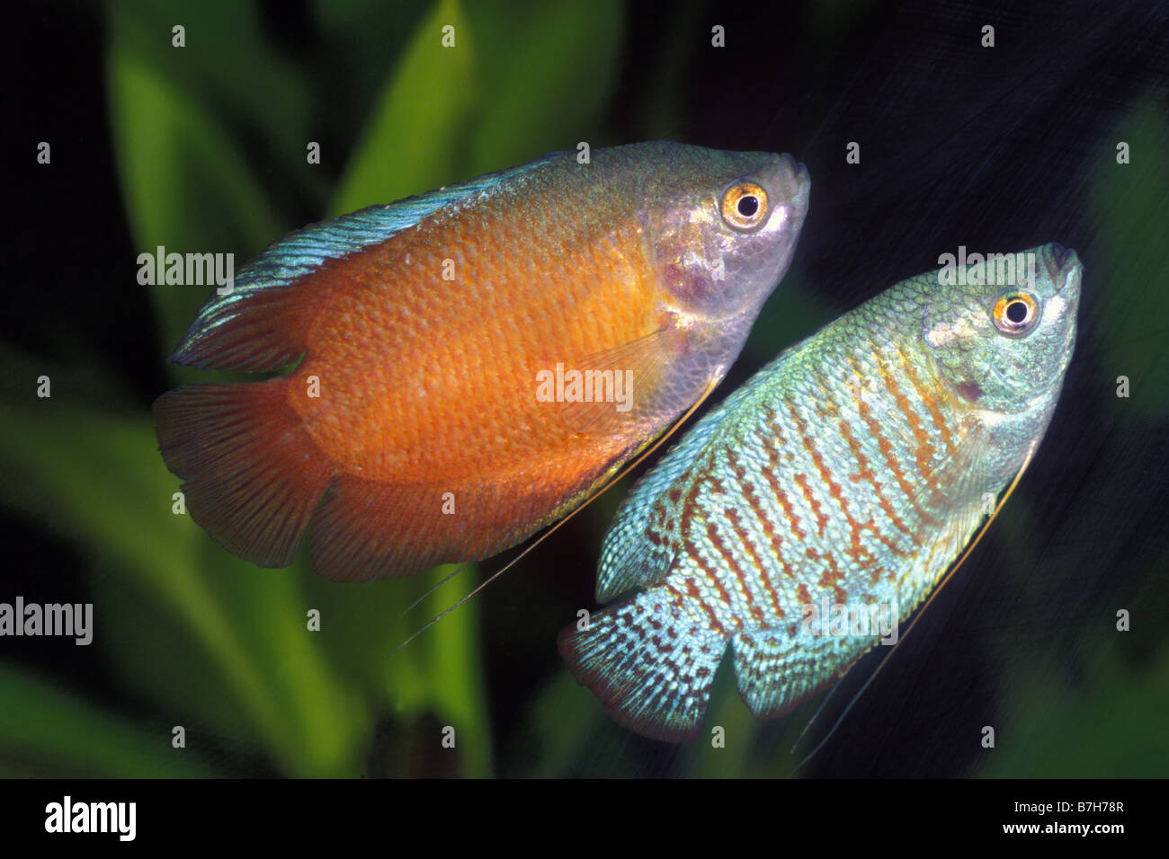 Dwarf Gourami (Colisa lalia), coppia Foto Stock