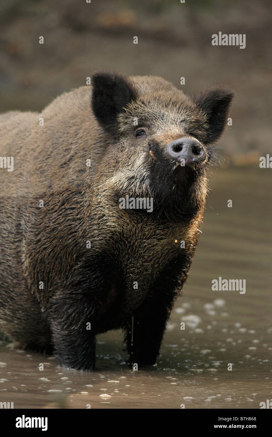 Il cinghiale (Sus scrofa) in acqua Foto Stock