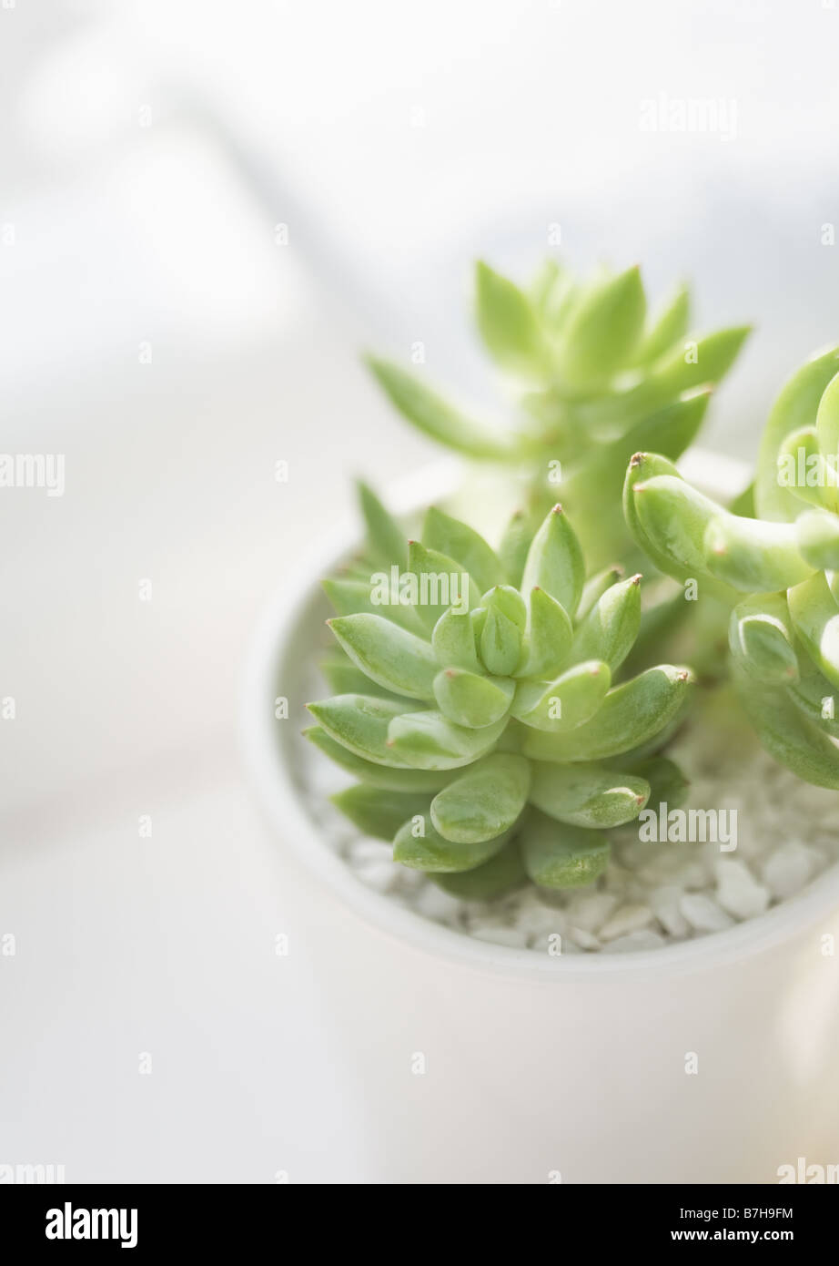 Sedum Morganianum Foto Stock