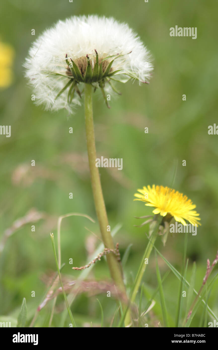 Dandilions uno nelle sementi non Foto Stock