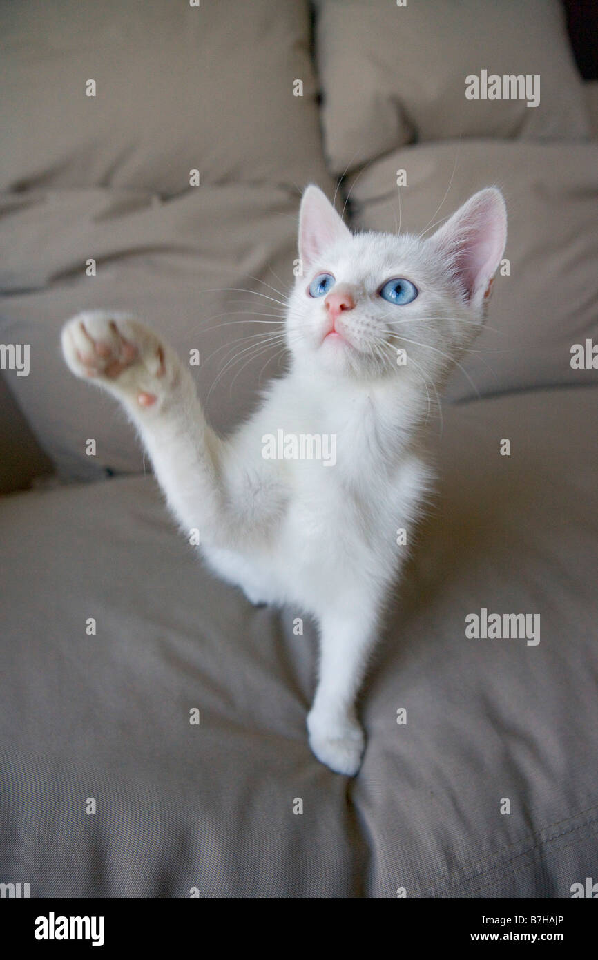 Gattino bianco con occhi blu Foto Stock