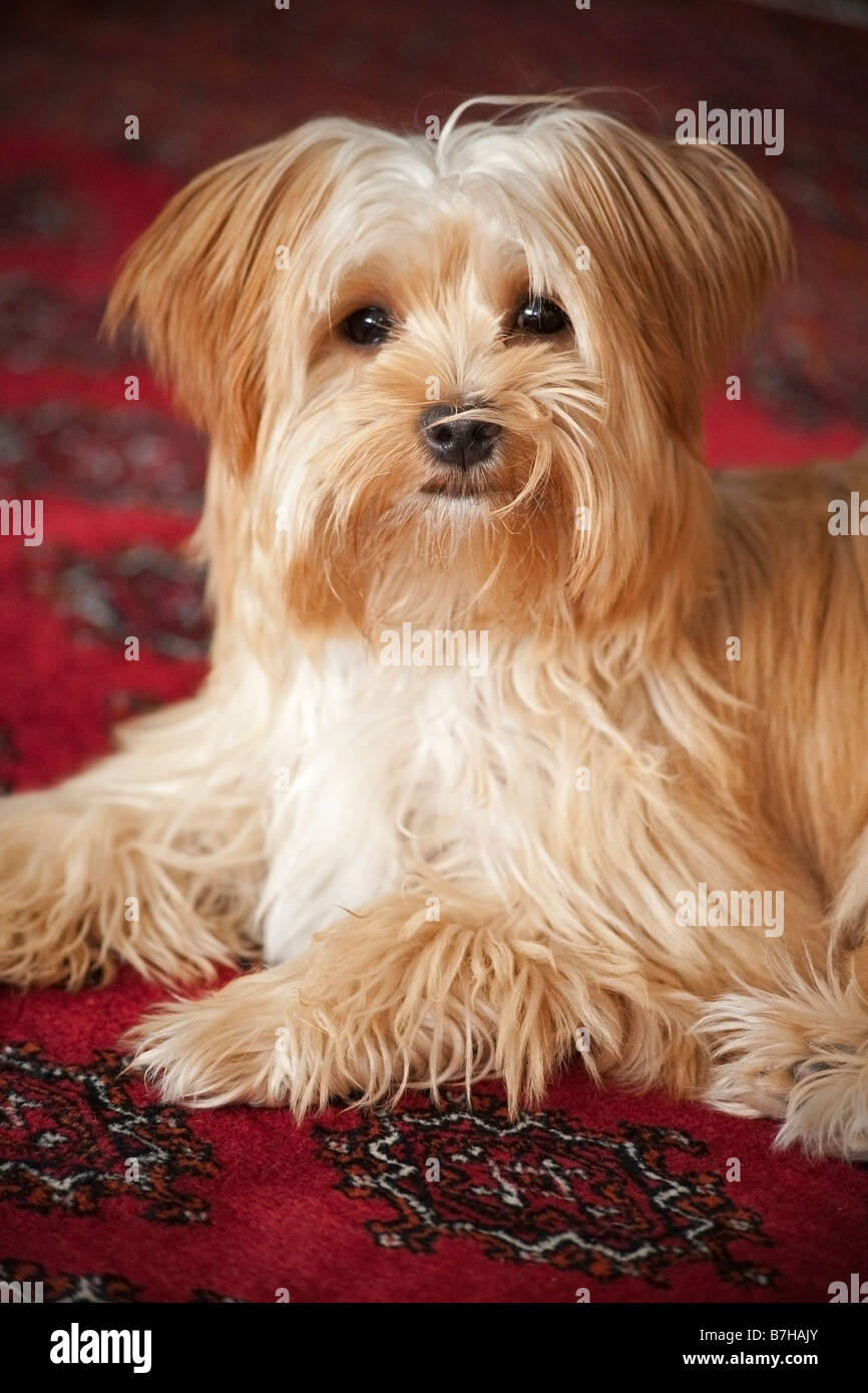 Yorkshire Terrier cucciolo con sfondo rosso Foto Stock