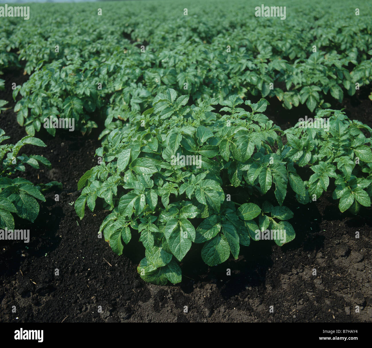 Le piante di patata su creste in dark Fenland suolo organico Foto Stock