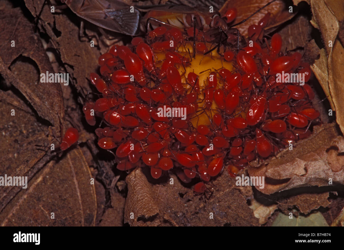 Hemipterans (bug) Ninfe alimentazione su frutti caduti Costa Rica Foto Stock