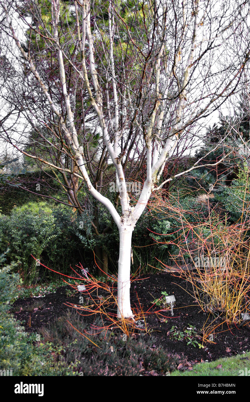 BETULA JACQUEMONTII SILVER SHADOW AGM A RHS ROSEMOOR DEVON Foto Stock