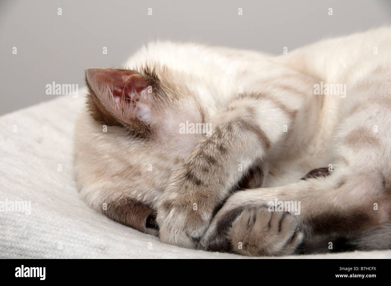 Un Bengala gattino dormire su un letto Foto Stock
