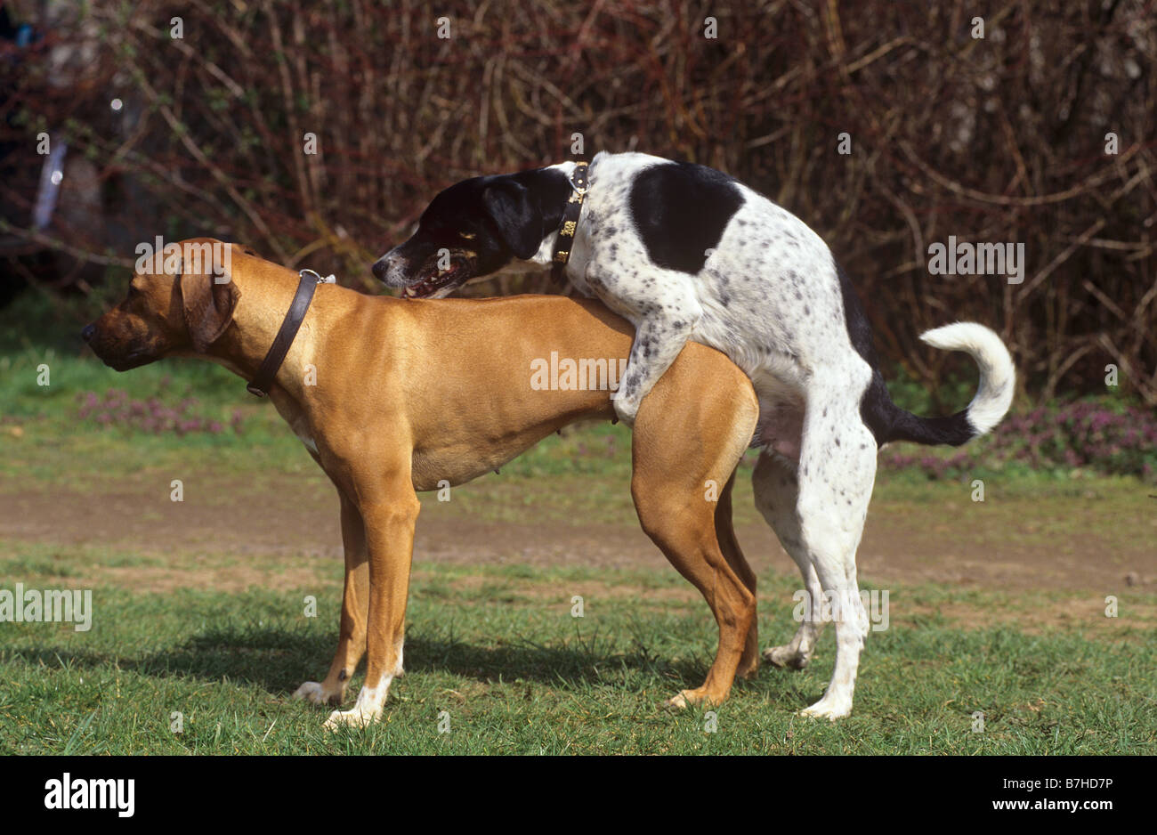 Due cani - copula Foto Stock