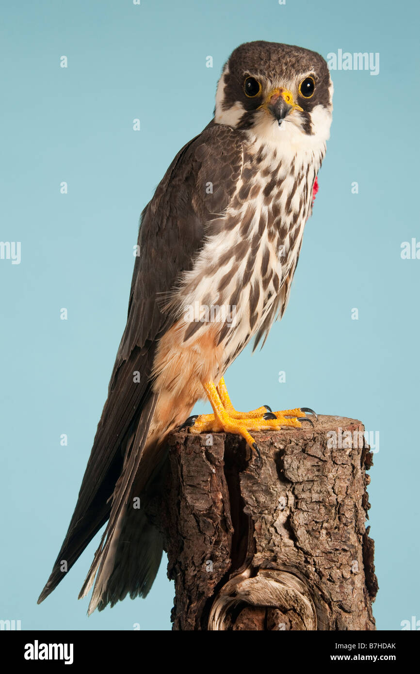 Hobby, Falco Subbuteo® Foto Stock