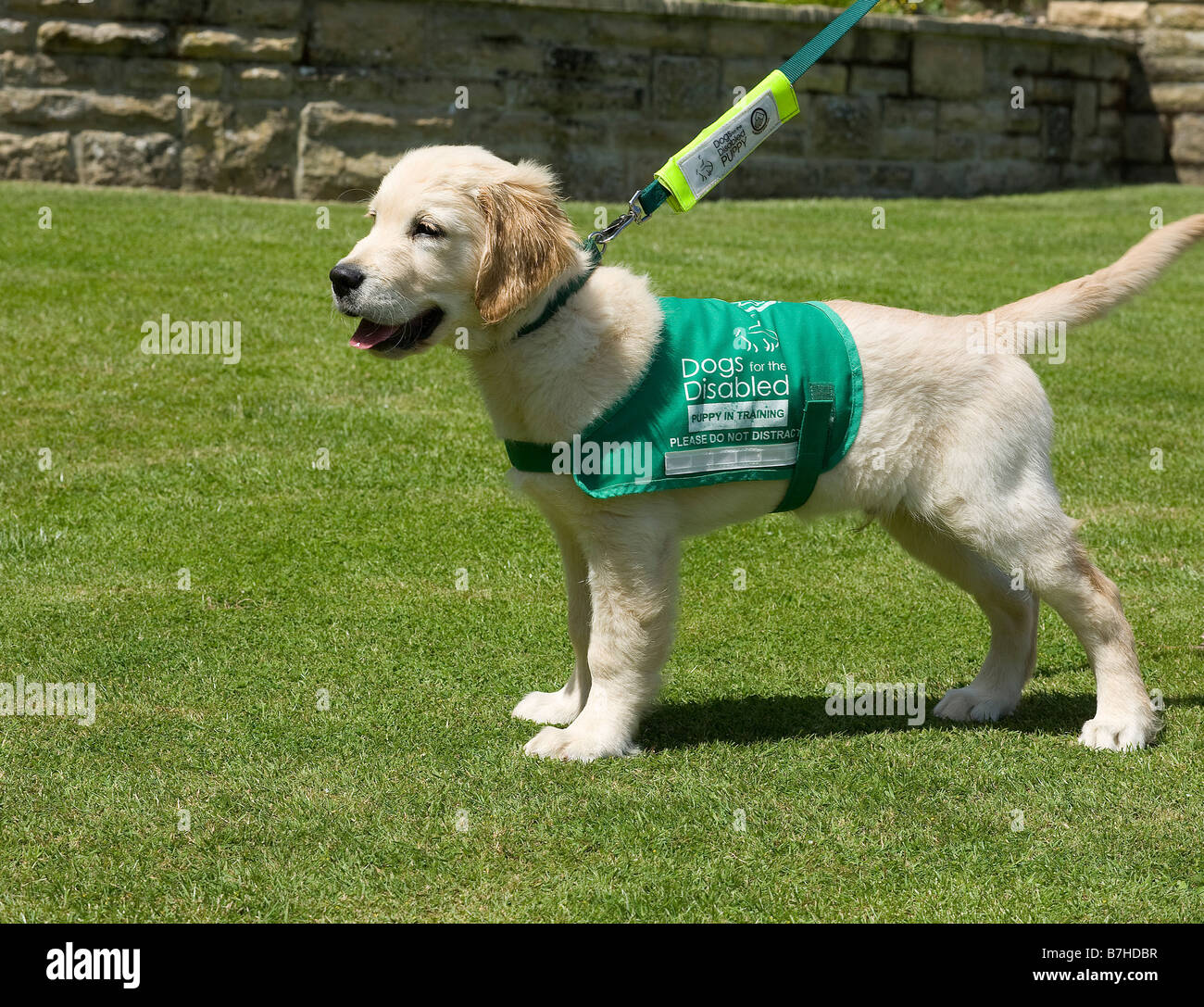 Xylo, Yorkbeach clessidra, 3 mesi di vecchio golden retriever, sport i suoi cani per disabili cucciolo socializzazione costumi Foto Stock