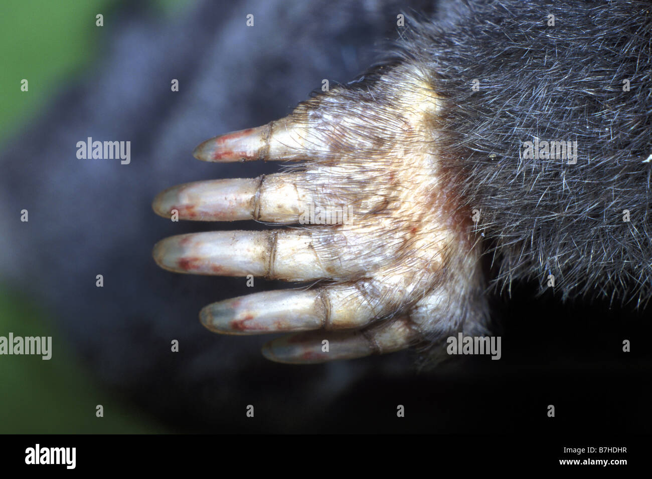Unione Mole (Talpa europaea) close-up di zampa di scavo Foto Stock