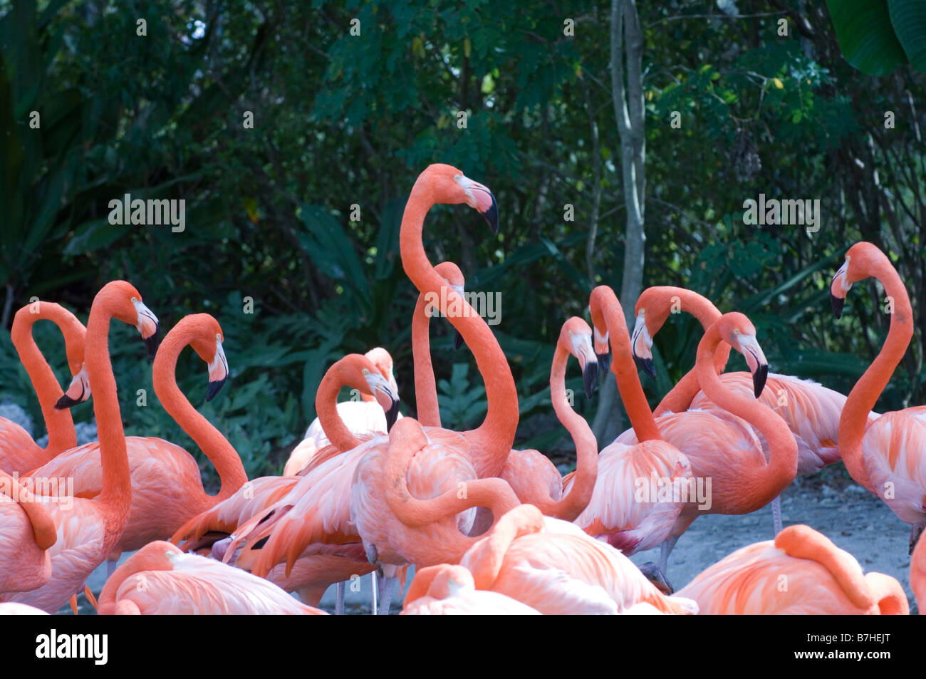 fenicotteri Foto Stock