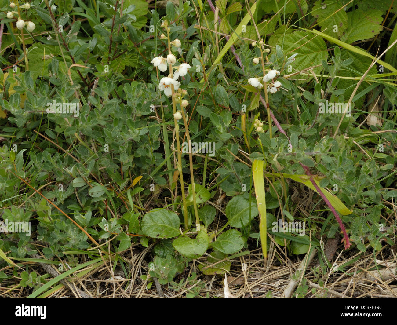 Round lasciava Wintergreen, pyrola rotundifolia Foto Stock