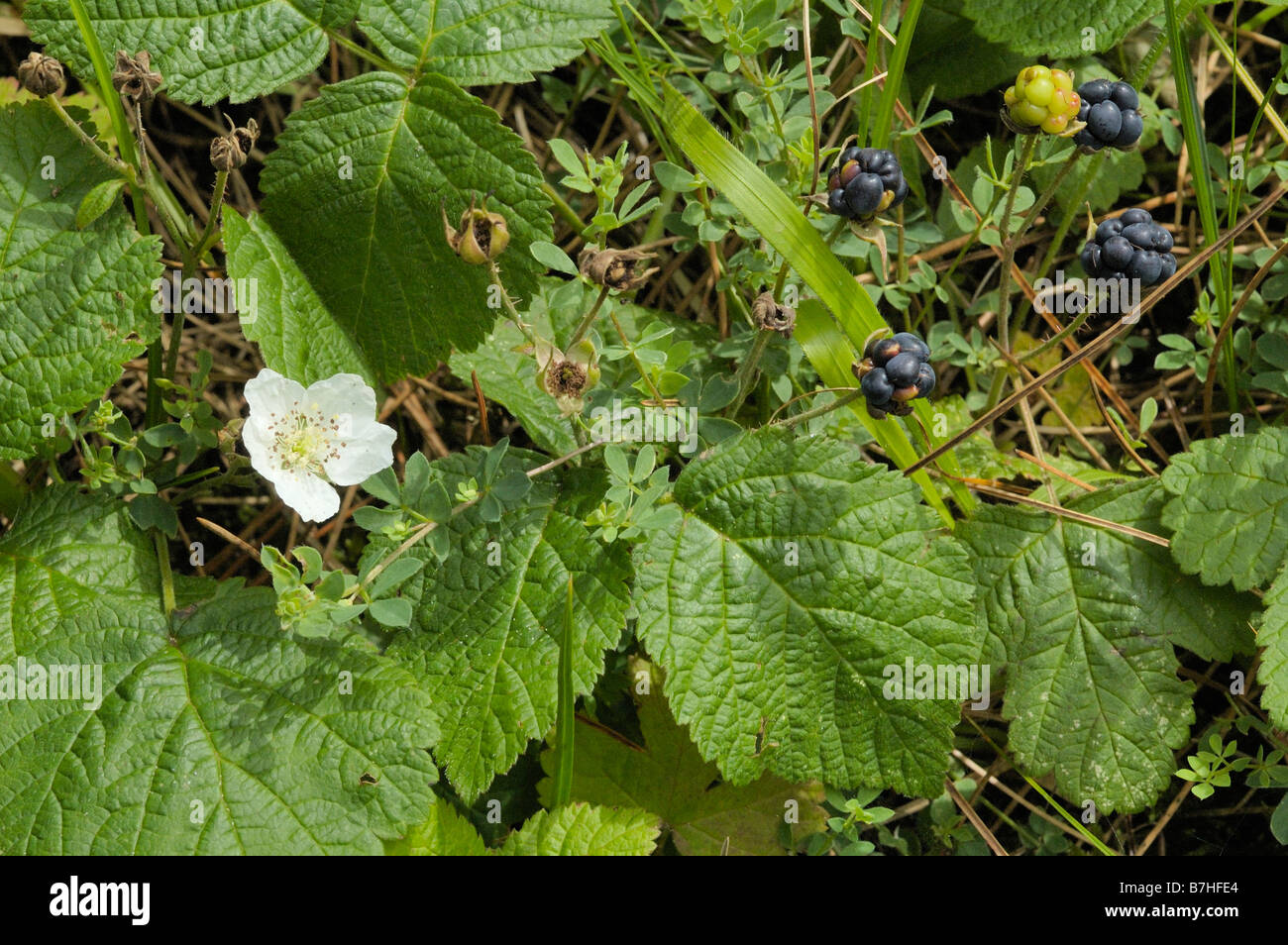 Dewberry, frutta e fiori, Rubus caesius Foto Stock