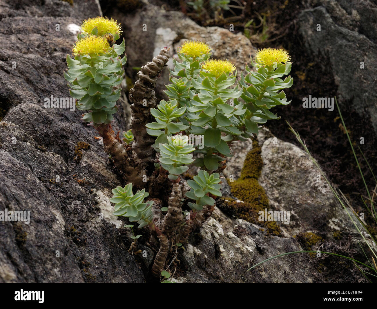 Roseroot, sedum rosea Foto Stock