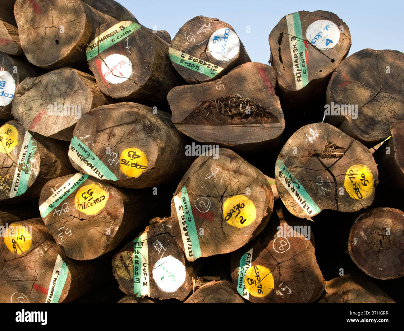 I registri di teak in un deposito di legname in India del Sud, le loro estremità di testa etichettati in vernice colorata Foto Stock
