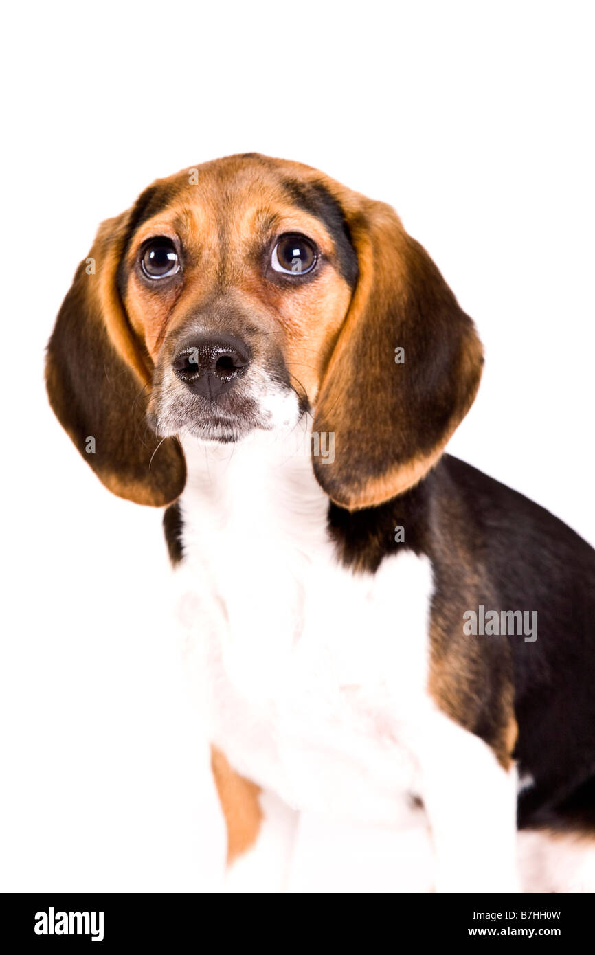 American beagle Puppy bitch seduta guardando la telecamera Foto Stock