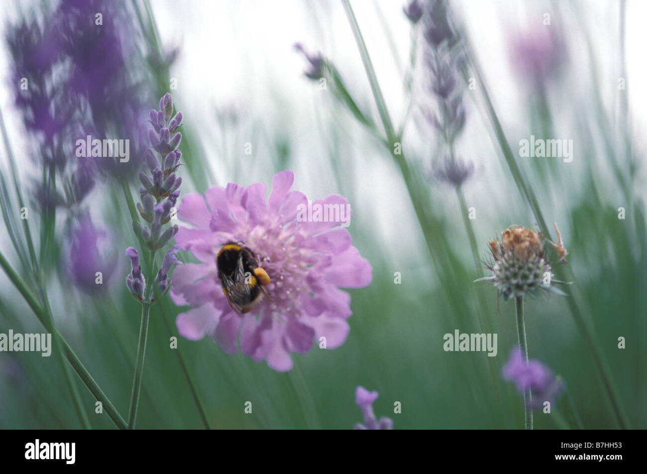 Bee polline raccolto su piante di lavanda Foto Stock