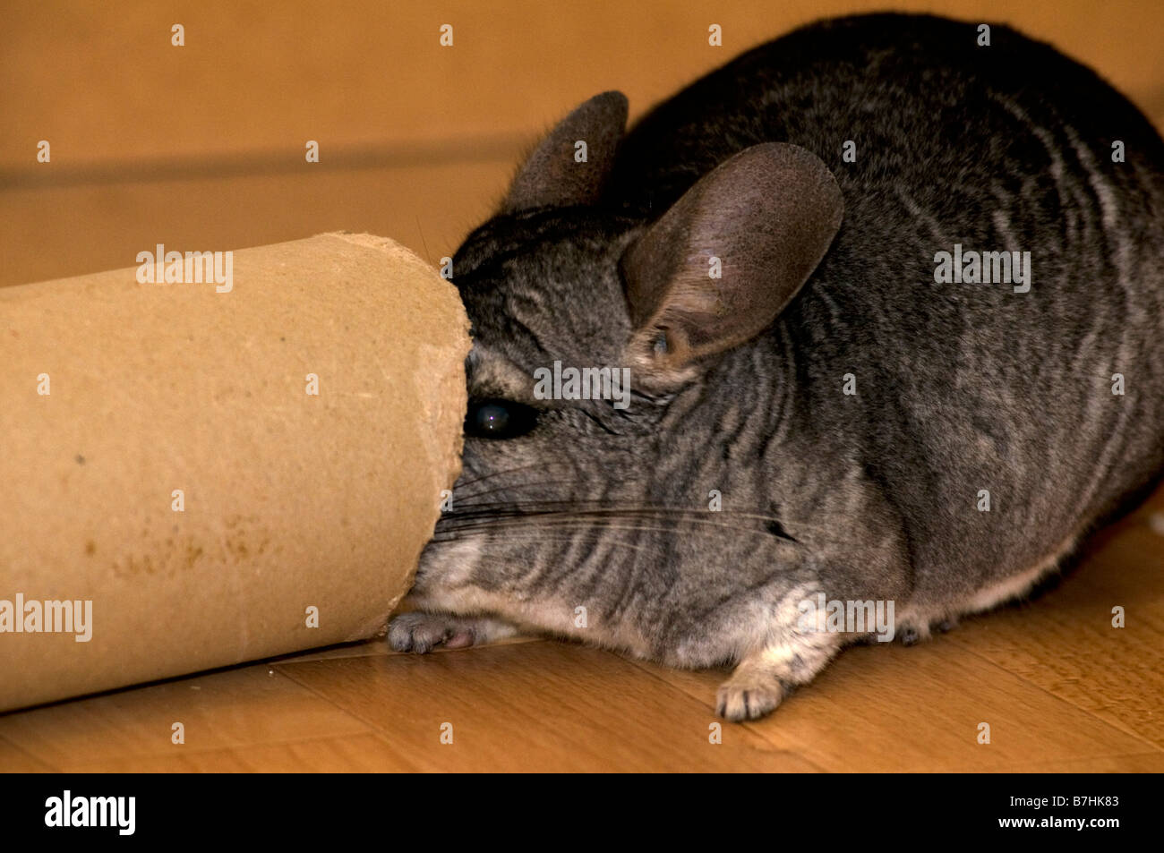 Bella e curiosi 13 anni grigio maschio Chinchilla giocando al di fuori della sua gabbia con tubi di cartone e giocattoli. Foto Stock