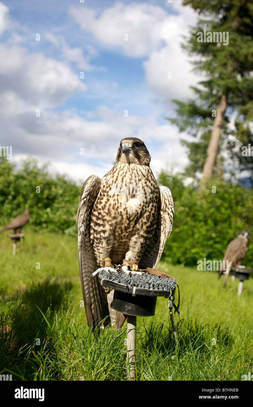 Falco pellegrino alloggiato al Whistler esperienza Outdoor Whistler della Columbia britannica in Canada Foto Stock