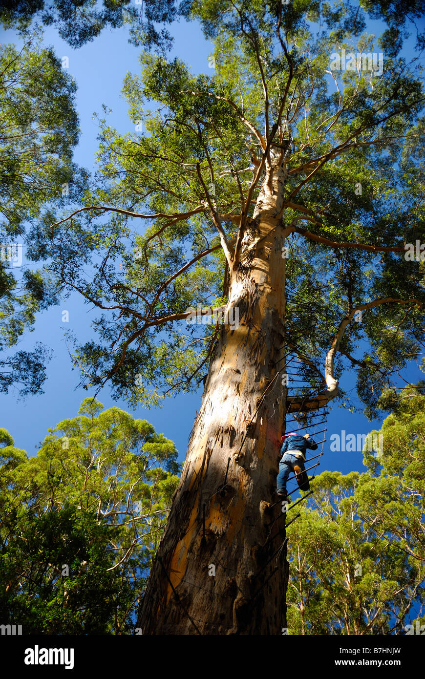 Gloucester Tree lookout in Gloucester National Park vicino a Pemberton Australia Occidentale Foto Stock