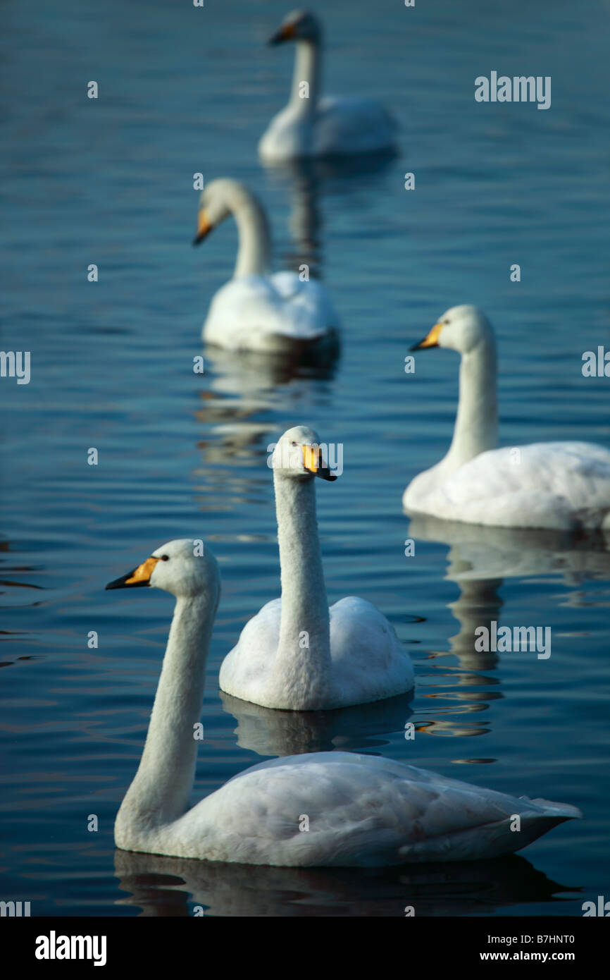 Whooper cigni Cygnus cygnus sul Lancashire Mosslands Foto Stock Whooper cigni Cygnus cygnus sul Lancashire Mosslands Foto Stock