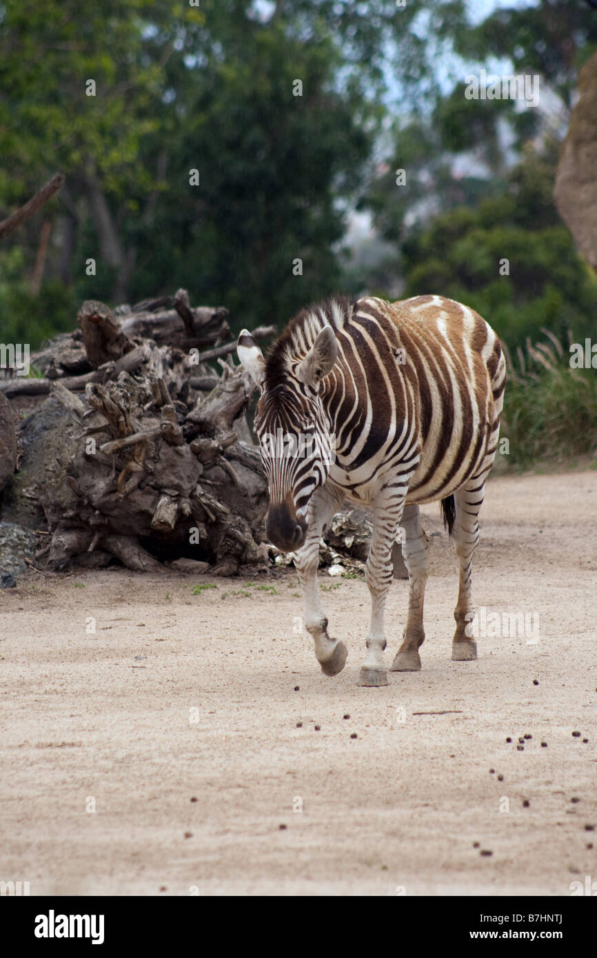 Zebra africana Foto Stock