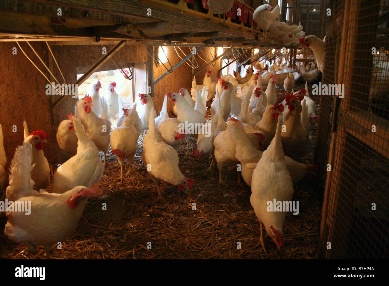 Organici di polli ruspanti Foto Stock