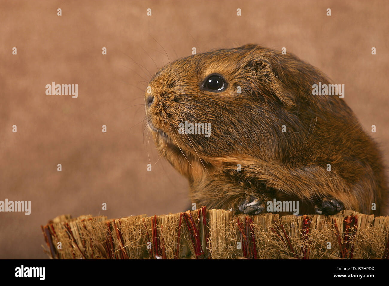 Cavy, cavia (cavia spec.), cavy nel cestello Foto Stock