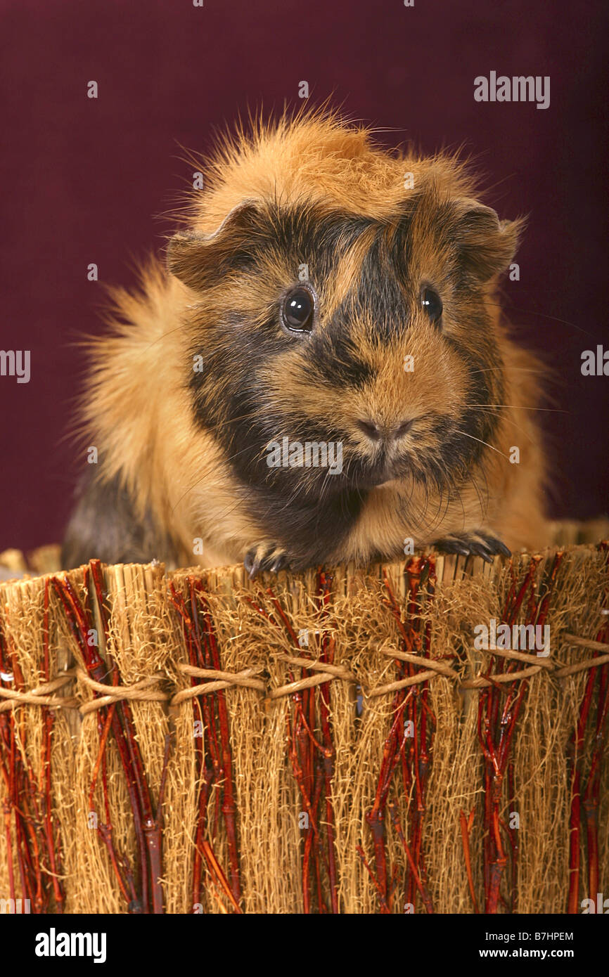 Cavy, cavia (cavia spec.), cavy nel cestello Foto Stock